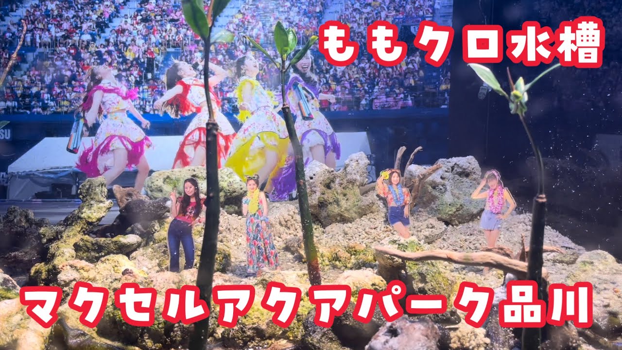 vlog｜ももクロコラボ水族館🫧 マクセルアクアパーク品川のイルカショーが楽しすぎた🐬