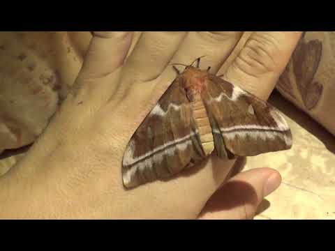 Announcement + Imbrasia melanops moth