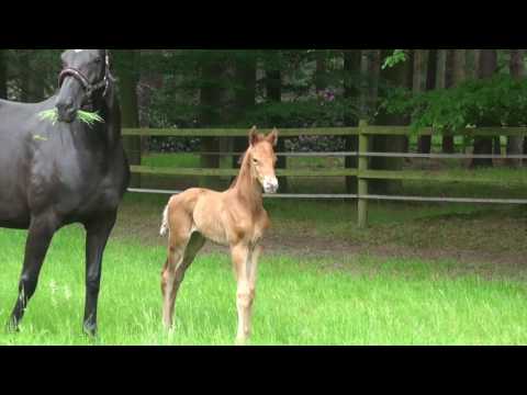 Hengstfohlen von Morricone   Hotline geb 25 mai 16
