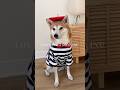 My dog is always silently judging me #shibainu