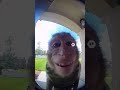 OKIE DOKIE!! #monkey #funny #ai
