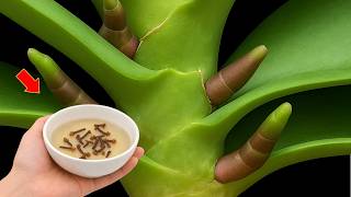 Few People Know That Orchid Can Bloom All Year Round With This Simple Method!