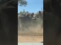 Pertarungan Antar Gajah