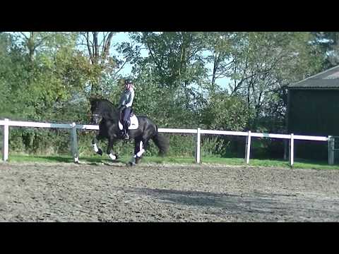 Stal Okkema's Chanel Wimer x Wylster in foal of Fonger