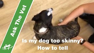 Is my dog too skinny? How to tell- Companion Animal Vets