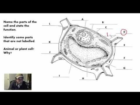GR 10 Review for Grade 10 Biology Culminating Task (Science Video Tutorial)