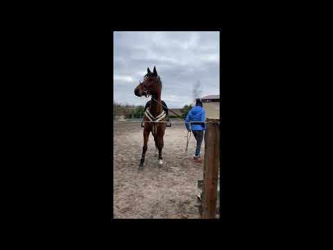 Der Kampf geht weiter #longieren #aufkrücken #kämpferherz #pferd #horse #jumpinghorse