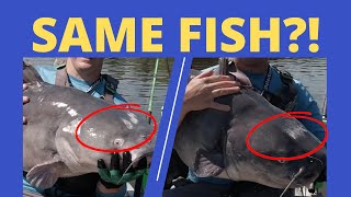I Caught this Giant Catfish Twice?