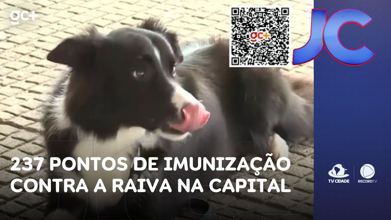 Animais podem ser vacinados contra a raiva em 237 pontos de imunização na capital | Jornal da Cidade