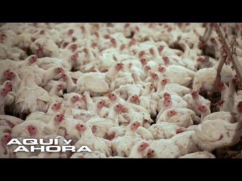 , title : 'La dura realidad sobre la cría de pollos, la carne más popular en EEUU'