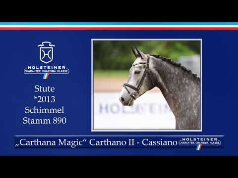 Holsteiner Sommerauktion | Nr. 4 - Carthana Magic v. Carthano II - Cassiano