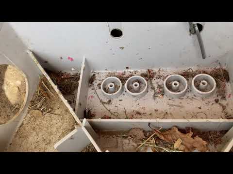 Earwigs Found Inside Bait Station in Matawan, NJ