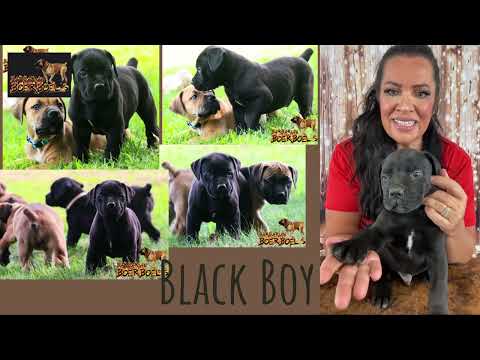 Barbarian Moses x Barbarian Storm Litter -Draft Day