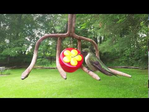 Male Hummingbird Shows Flash of Color!