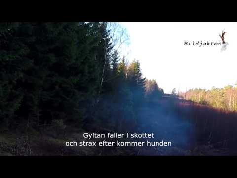 Drevjakt på vildsvin