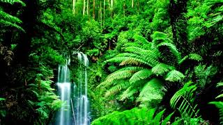 Download lagu Relaxing Nature Ringtone | Free Ringtones Downloads mp3