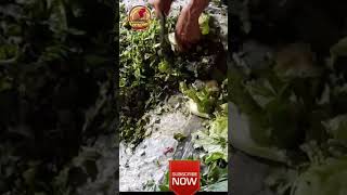 Download lagu Jenis-jenis Pakan alternatif untuk Ayam kampung mp3