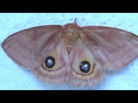 I am a lucky man (Automeris patagoniensis)