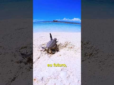 NUNCA AYUDES A UNA TORTUGA!!!