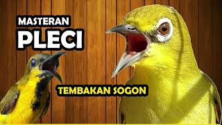 Download lagu Masteran Pleci Sejalur Tembakan Sogon mp3