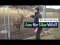 Wildhalter Aufgebracht Laut EU Darf Bald Kein Sika Wild Mehr Gehalten Werden Abendschau BR24