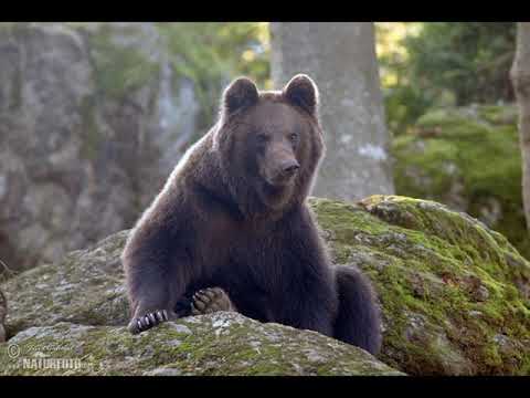 Michal David - Smutnění medvědí