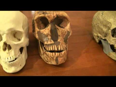 Comparison of Neanderthal, Cro-Magnon and Modern Human Skulls