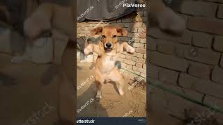 Download lagu cow baby video#aivideo #viralvideo #shorts #trending #funny mp3