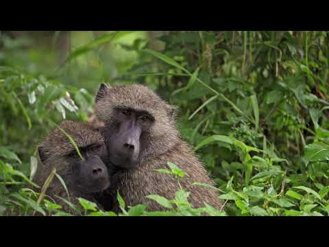 Arusha National Park 4k - Walking Safari - Tanzania - Africa