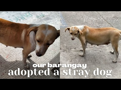 our barangay adopted a stray dog 🐕❤️ | MARY ROSE VLOGS