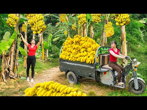 Rewind Timelapse: Harvest Lots of Banana, Use 3-Wheeled Truck to Transport Them, Go to Market Sell