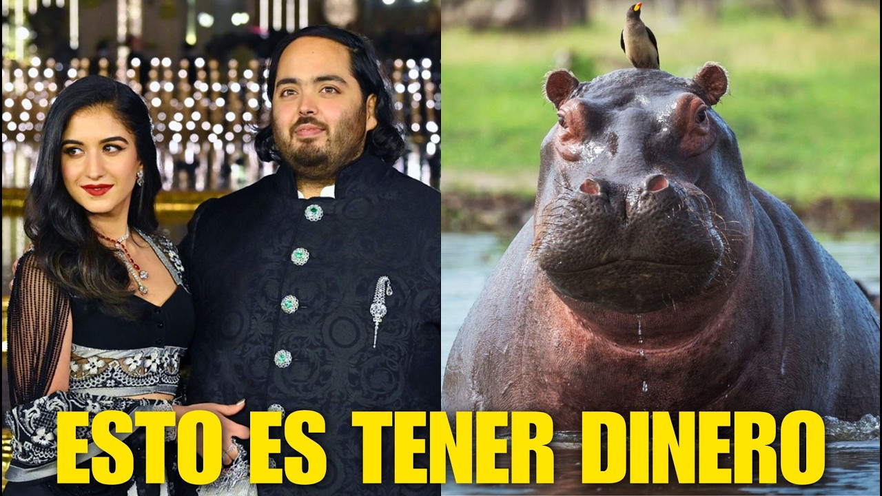 Esto es tener muchisísimo dinero, el multimillonario indio que quiere comprar los hipopótamos...