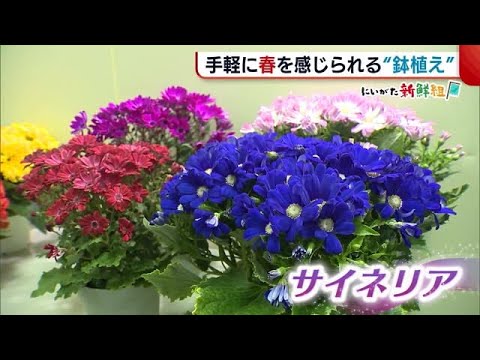 不利な条件でも生育するノーザンウォールつる植物をご存知ですか?あなただけのために厳選した5つをご紹介します。  庭園