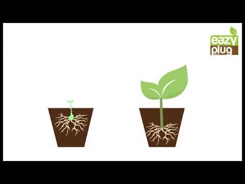 Wie benutzt man Eazy Plugs - Growshop Growee Linz