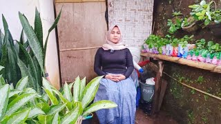 Download lagu WOW...BIKIN MATA SUSAH BERKEDIP MELIHAT KECANTIKAN TEH SUSI JANDA DESA YANG MEMILIKI 2 ANAK YATIM mp3