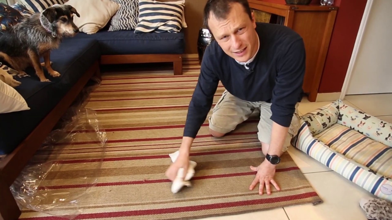 Dicas para o cão aprender a fazer xixi no lugar certo