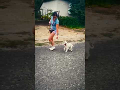 Miniature Schnauzer puppy for sale