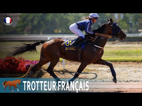 , title : 'TROTTEUR FRANÇAIS, classé dans le Top 4 des courses de trot, RACES DE CHEVAUX'