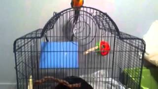 Sisters cat exploring my bird cage!