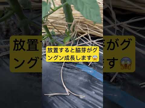 トマト-サポート-金属-上げ床-木材