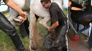 Each kick from this horse could have been FATAL - This Horse is Too Strong for Four People!