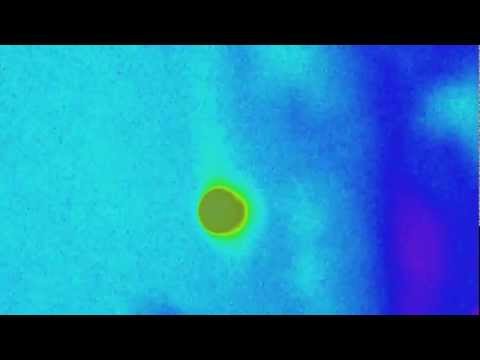 Icarus Wings. Film Trouvé, MegaStar Asylum, © 2012, www.vimeo.com/filmtrouve, Venice Biennale