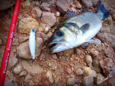 Secretos de la pesca de lubina