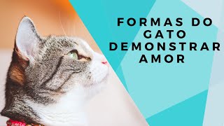 Formas do seu gato demonstrar amor