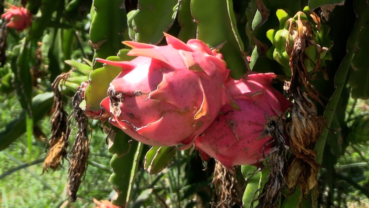 Produção de frutas