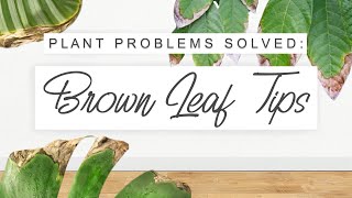 Brown Leaf Tips / Edges! Why It Happens + How To Fix It 🌱 Common Indoor Plant Problems SOLVED 🌿