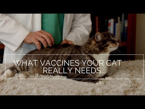 Cancer From Cat Vaccination?