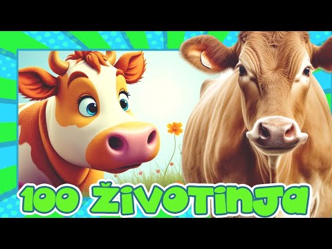 100 ŽIVOTINJA za Djecu -Vol.2 🎴 Učimo uz Flash Kartice, Zvukove i Stvarne Snimke | Edukativni Video