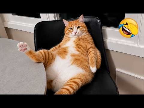 FUNNY CATS: Crazy Antics and Unstoppable Chaos 😜 Try Not To Laugh😼🐶