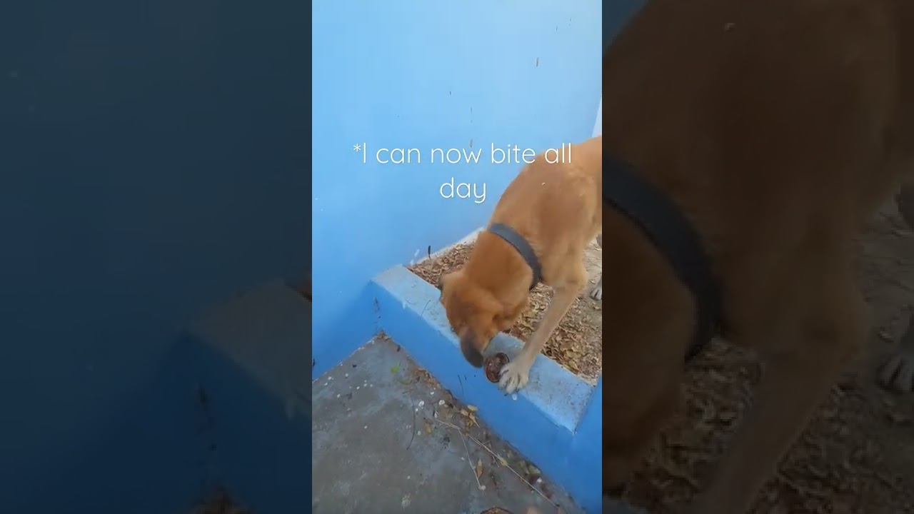 Watch video Burfi the dog biting coconut shell #shorts #kombai #playingdog #cutedogs #funnydogs #doglover #dog Now Burfi the dog biting coconut shell #shorts #kombai #playingdog #cutedogs #funnydogs #doglover #dog